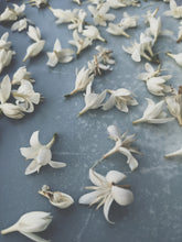 Load image into Gallery viewer, Coffee Flower Enfleurage 2025. The moment before the bean exists: a white bloom holding sunlight, nectar, and the memory of warmth yet to come.