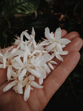 Load image into Gallery viewer, Coffee Flower Enfleurage 2025. The moment before the bean exists: a white bloom holding sunlight, nectar, and the memory of warmth yet to come.