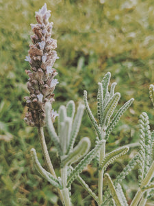 Lavender Soliflore. natural perfume. single note lavender perfume with in house lavender extracts. January 2025