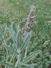 Load image into Gallery viewer, Lavender Soliflore. natural perfume. single note lavender perfume with in house lavender extracts. January 2025