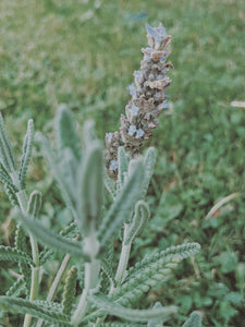 Lavender Soliflore. natural perfume. single note lavender perfume with in house lavender extracts. January 2025