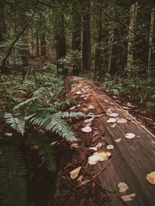 Ferns. natural perfume fixative by Wild Veil. Fern base notes.