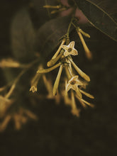 Load image into Gallery viewer, Cestrum Nocturnum Soliflore. Concentrated night-blooming jasmine natural perfume with in house C. nocturnum enfleurage and absolutes. Rare. Vernix on décolletage, a cherry dirge, honeysuckle nectar, dark sweet compote. October 2023