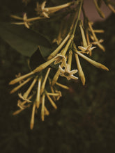 Load image into Gallery viewer, Cestrum Nocturnum Soliflore. Concentrated night-blooming jasmine natural perfume with in house C. nocturnum enfleurage and absolutes. Rare. Vernix on décolletage, a cherry dirge, honeysuckle nectar, dark sweet compote.