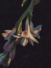 Load image into Gallery viewer, Londonflower. natural perfume. tuberose, gardenia, vanilla. April 2024