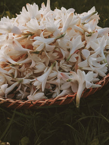 Londonflower. natural perfume. tuberose, gardenia, vanilla. April 2024