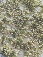 Osmanthus Enfleurage - supercharged November 2023-February 2024. Ripe floral aroma of apricot, peach, honeysuckle and jasmine combined with suave olive oil, balsam, and patchouli back notes.