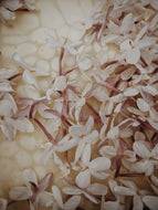 Jasminum Polyanthum Enfleurage - supercharged November 2023-February 2024. Pink or Winter Jasmine. Runs the gamut from fresh banana smoothie, to the vulgarity of cheerios, with a spontaneous sandalwood base note.