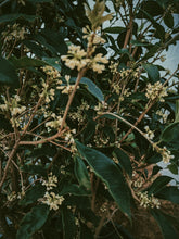 Load image into Gallery viewer, Osmanthus Enfleurage - supercharged November 2023-February 2024. Ripe floral aroma of apricot, peach, honeysuckle and jasmine combined with suave olive oil, balsam, and patchouli back notes.