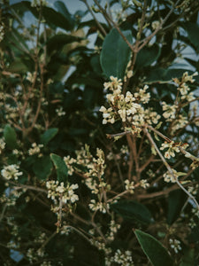 Osmanthus Enfleurage - supercharged November 2023-February 2024. Ripe floral aroma of apricot, peach, honeysuckle and jasmine combined with suave olive oil, balsam, and patchouli back notes.