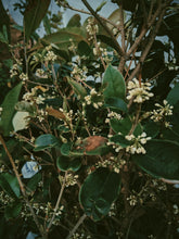 Load image into Gallery viewer, Osmanthus Enfleurage - supercharged November 2023-February 2024. Ripe floral aroma of apricot, peach, honeysuckle and jasmine combined with suave olive oil, balsam, and patchouli back notes.