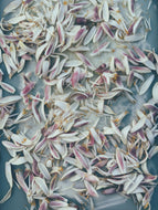 Meyer Lemon Blossom Enfleurage - supercharged early spring 2025. Fresh, elegant, uplifting aroma. Citrus x meyeri flowers.