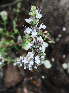 Pre-order 'Thor' Sage Seeds, Wild, De Luz. Hybrid of white and black sage. Open pollinated Salvia apiana x mellifera.