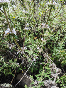 Pre-order 'Thor' Sage Seeds, Wild, De Luz. Hybrid of white and black sage. Open pollinated Salvia apiana x mellifera.