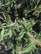 'Thor' Sage Seeds, Wild, De Luz. Hybrid of white and black sage. Open pollinated Salvia apiana x mellifera.