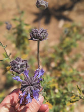 Load image into Gallery viewer, Cleveland Musk Sage Seeds, Wild Veil Perfume Gardens, De Luz. Open pollinated Salvia clevelandii.