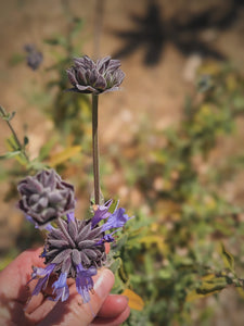 Cleveland Musk Sage Seeds, Wild Veil Perfume Gardens, De Luz. Open pollinated Salvia clevelandii.