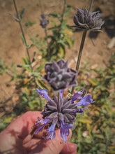 Load image into Gallery viewer, Cleveland Musk Sage Seeds, Wild Veil Perfume Gardens, De Luz. Open pollinated Salvia clevelandii.