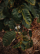 Load image into Gallery viewer, Coffee Flower Enfleurage 2025. The moment before the bean exists: a white bloom holding sunlight, nectar, and the memory of warmth yet to come.