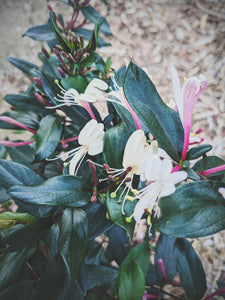 May Flower. Co-Enfleurage of Purple-Leaf Honeysuckle, Australian Wax Jasmine, Maid of Orleans Sambac Jasmine, and extremely fragrant Hybrid Tea Roses. May 2024
