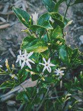 Load image into Gallery viewer, Wax Jasmine Enfleurage. Jasminum volubile. Sweet Australian rainforest scent. RARE. May-June 2024.