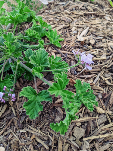 Scented Geranium “Attar of Roses,” Wild Veil Perfume Gardens, De Luz. Open pollinated Pelargonium capitatum.