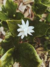 Load image into Gallery viewer, Jasmine Sambac Soliflore. Concentrated Jasminum sambac natural perfume with in house aromatic extracts. Creamy white petals. Golden nectar. Soft tea. Honey. Warm skin. Tropical fruit. June 2026