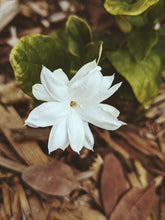 Load image into Gallery viewer, Jasmine Sambac Soliflore. Concentrated Jasminum sambac natural perfume with in house aromatic extracts. Creamy white petals. Golden nectar. Soft tea. Honey. Warm skin. Tropical fruit. June 2026