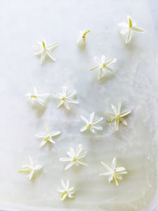 Wax Jasmine Enfleurage. Jasminum volubile. Sweet Australian rainforest scent. RARE. May-June 2024.