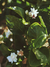 Load image into Gallery viewer, Jasmine Sambac Soliflore. Concentrated Jasminum sambac natural perfume with in house aromatic extracts. Creamy white petals. Golden nectar. Soft tea. Honey. Warm skin. Tropical fruit. June 2026