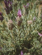 Lavender Soliflore. natural perfume. single note lavender perfume with in house lavender extracts. January 2025