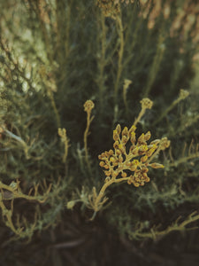 Helichrysum Soliflore. natural perfume. single note Helichrysum perfume with in house helichrysum extracts. July 2024