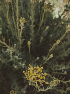 Helichrysum Soliflore. natural perfume. single note Helichrysum perfume with in house helichrysum extracts. July 2024