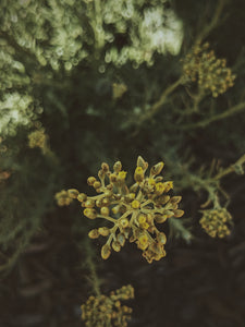 Helichrysum Soliflore. natural perfume. single note Helichrysum perfume with in house helichrysum extracts. July 2024