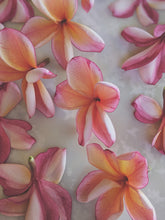 Load image into Gallery viewer, Peach Plumeria Enfleurage. Made exclusively with the flowers from a peach scented plumeria cultivar grown in the Wild Veil Perfume gardens in volcanic soil. Summer 2024.