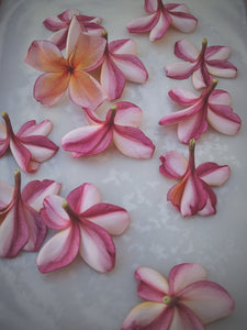 Peach Plumeria Enfleurage. Made exclusively with the flowers from a peach scented plumeria cultivar grown in the Wild Veil Perfume gardens in volcanic soil. Summer 2024.