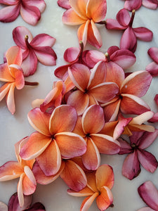 Plumeria Soliflore. natural perfume. Single note frangipani scent. In house extractions of Plumeria alba, obtusa, pudica, and rubra. September 2024