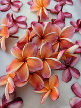 Load image into Gallery viewer, Peach Plumeria Enfleurage. Made exclusively with the flowers from a peach scented plumeria cultivar grown in the Wild Veil Perfume gardens in volcanic soil. Summer 2024.