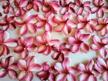 Load image into Gallery viewer, Peach Plumeria Enfleurage. Made exclusively with the flowers from a peach scented plumeria cultivar grown in the Wild Veil Perfume gardens in volcanic soil. Summer 2024.