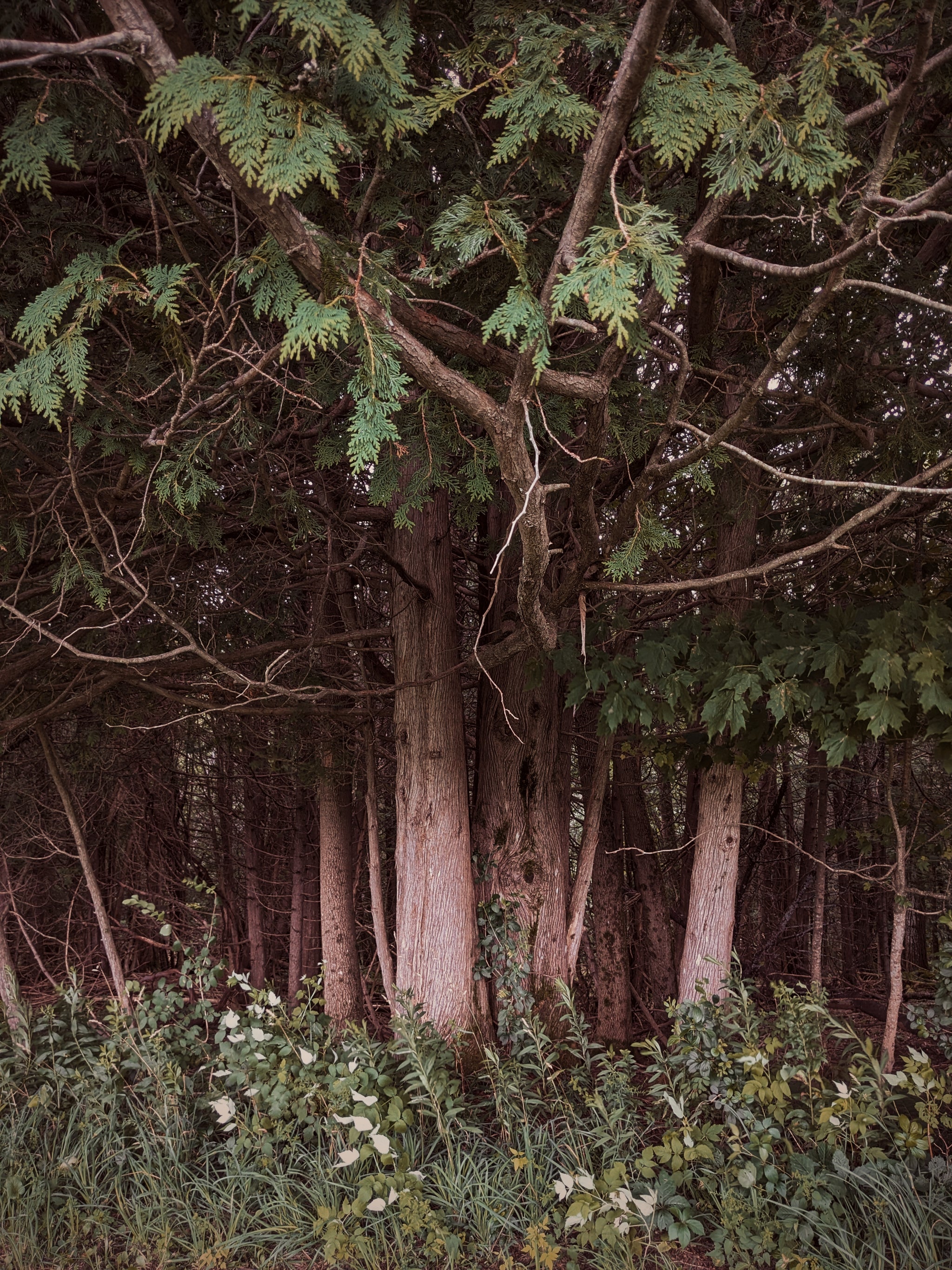 Fairy Tale – Wild Veil