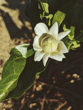 Load image into Gallery viewer, Jasmine Sambac Soliflore. Concentrated Jasminum sambac natural perfume with in house aromatic extracts. Creamy white petals. Golden nectar. Soft tea. Honey. Warm skin. Tropical fruit. June 2026