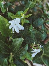 Load image into Gallery viewer, Jasmine Sambac Soliflore. Concentrated Jasminum sambac natural perfume with in house aromatic extracts. Creamy white petals. Golden nectar. Soft tea. Honey. Warm skin. Tropical fruit. June 2026