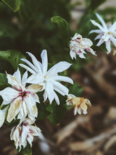 Load image into Gallery viewer, Jasmine Sambac Soliflore. Concentrated Jasminum sambac natural perfume with in house aromatic extracts. Creamy white petals. Golden nectar. Soft tea. Honey. Warm skin. Tropical fruit. June 2026