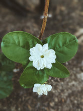 Load image into Gallery viewer, Jasmine Sambac Soliflore. Concentrated Jasminum sambac natural perfume with in house aromatic extracts. Creamy white petals. Golden nectar. Soft tea. Honey. Warm skin. Tropical fruit. June 2026