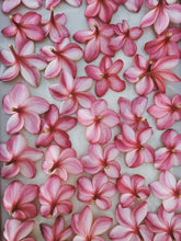 Load image into Gallery viewer, Peach Plumeria Enfleurage. Made exclusively with the flowers from a peach scented plumeria cultivar grown in the Wild Veil Perfume gardens in volcanic soil. Summer 2024.