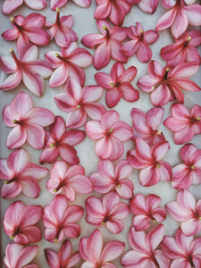 Peach Plumeria Enfleurage. Made exclusively with the flowers from a peach scented plumeria cultivar grown in the Wild Veil Perfume gardens in volcanic soil. Summer 2024.