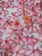 Load image into Gallery viewer, Peach Plumeria Enfleurage. Made exclusively with the flowers from a peach scented plumeria cultivar grown in the Wild Veil Perfume gardens in volcanic soil. Summer 2024.