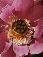 Pink Lotus Soliflore. Concentrated Nelumbo nucifera natural perfume with in house aromatic extracts. green spicy rhizomes, honey, sweet fruit, and dense lotus cakes in the middle, and an exotic base both aquatic and solid. October 2023