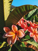 Load image into Gallery viewer, Peach Plumeria Enfleurage. Made exclusively with the flowers from a peach scented plumeria cultivar grown in the Wild Veil Perfume gardens in volcanic soil. Summer 2024.