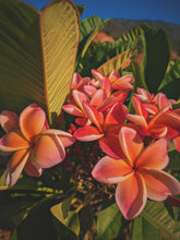 Load image into Gallery viewer, Peach Plumeria Enfleurage. Made exclusively with the flowers from a peach scented plumeria cultivar grown in the Wild Veil Perfume gardens in volcanic soil. Summer 2024.